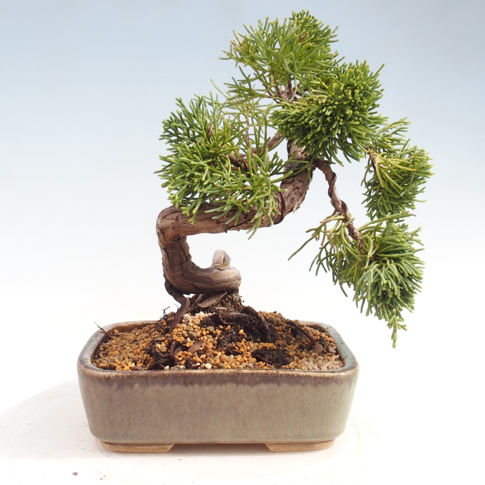 Kültéri bonsai - Juniperus chinensis Kishu