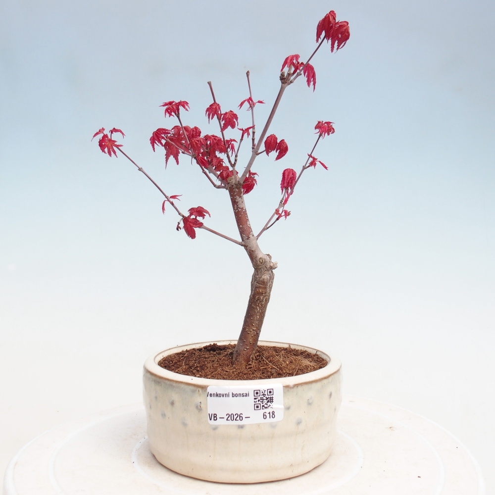 Kültéri bonsai - Acer palmatum DESHOJO