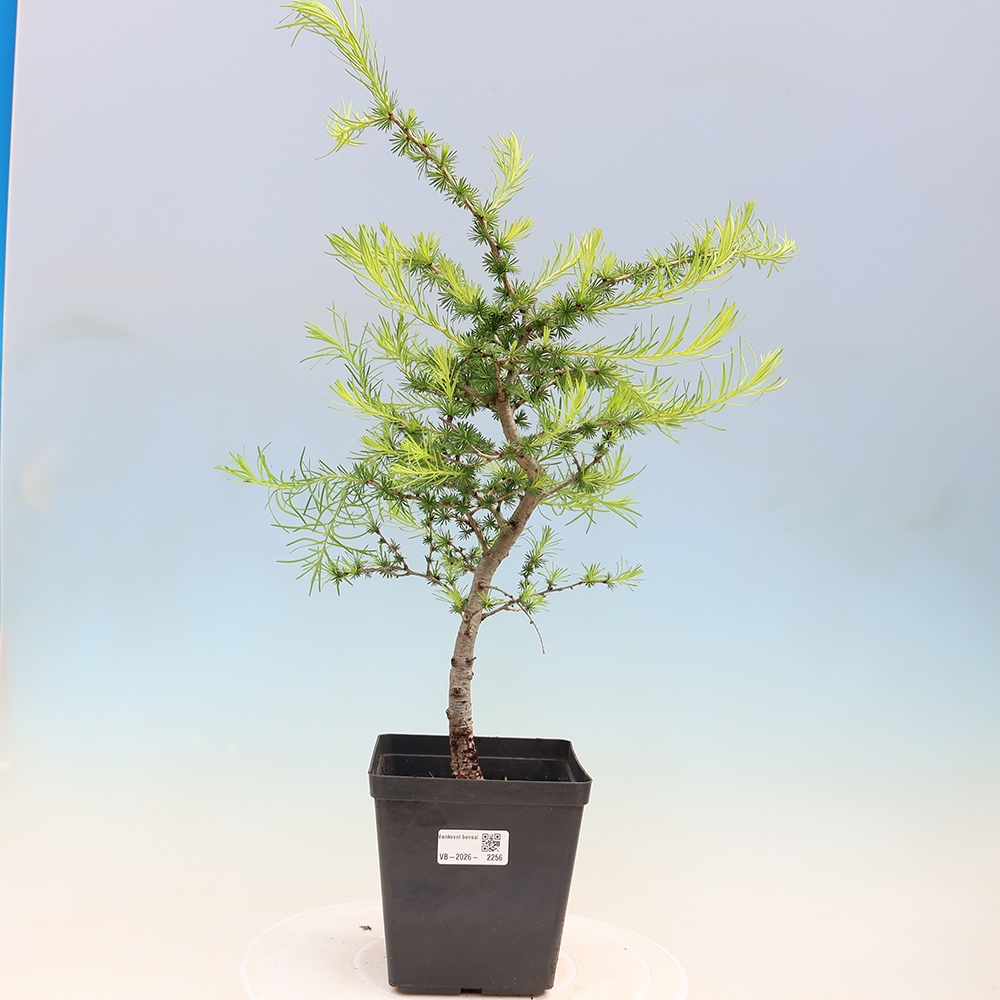 Kültéri bonsai - Larix decidua - vörösfenyő