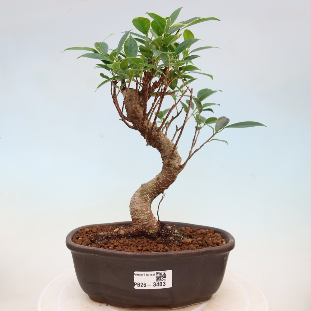 Szobai bonsai - Ficus kimmen - kislevelű fikusz