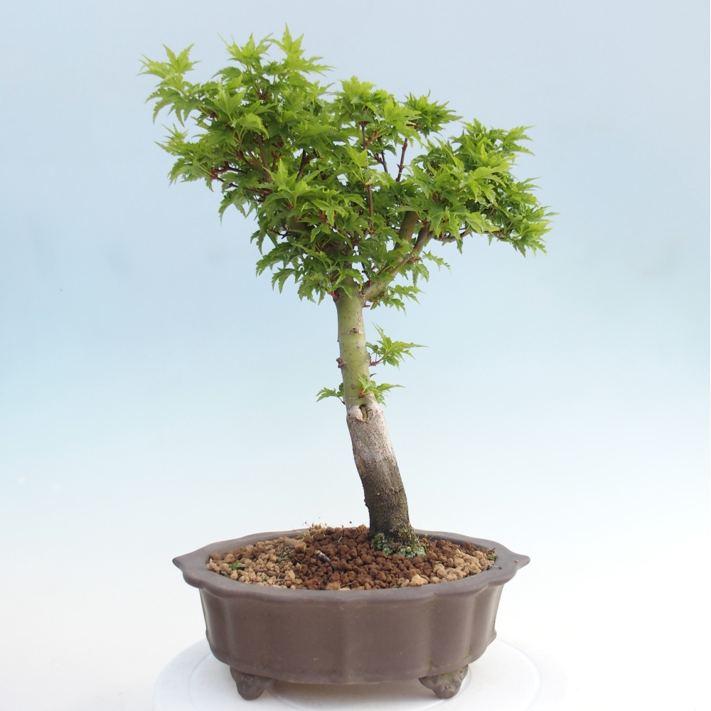Kültéri bonsai -Javor pálma Acer palmatum Shishigashira