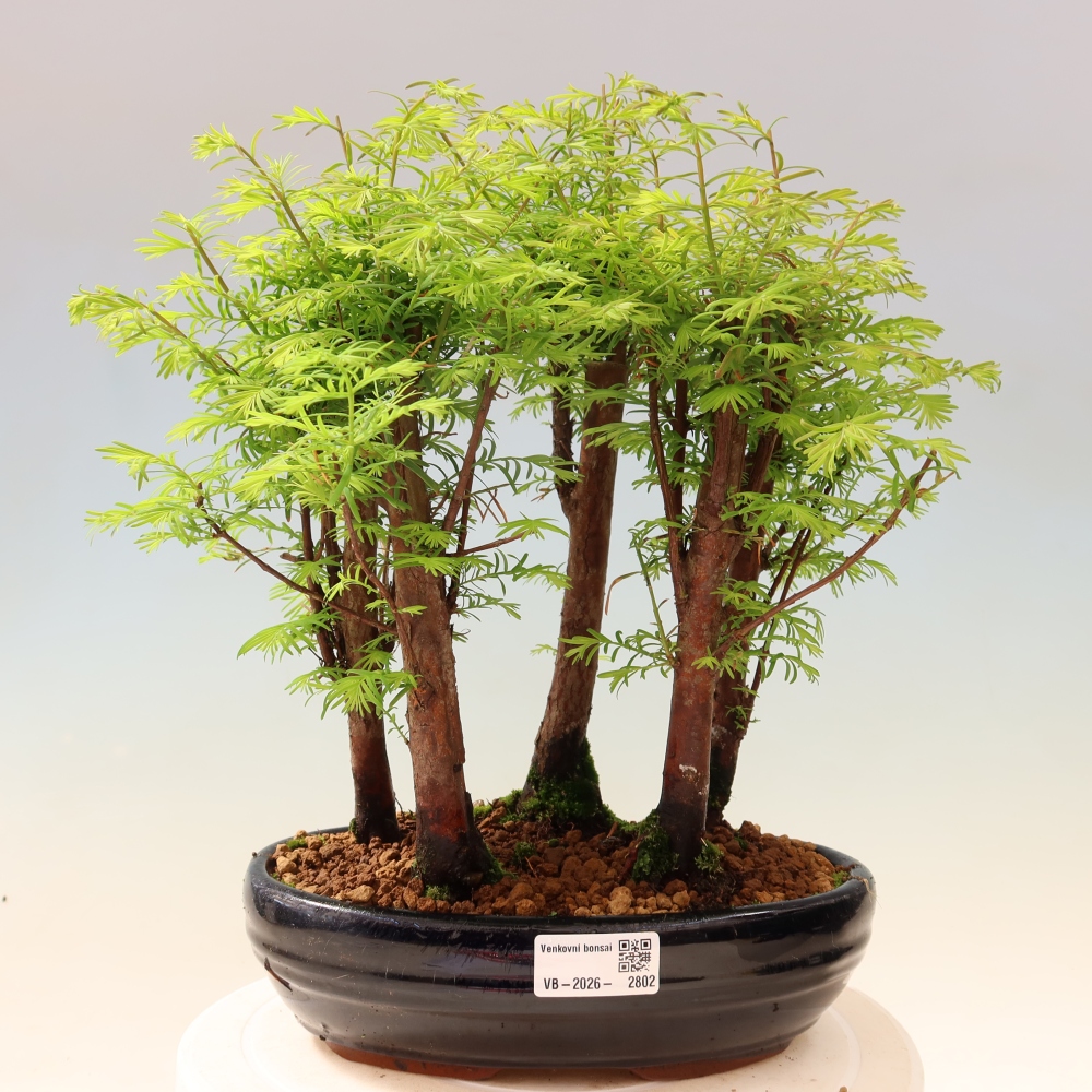 Kültéri bonsai – Metasequoia glyptostroboides – kínai metasequoia – kis erdő