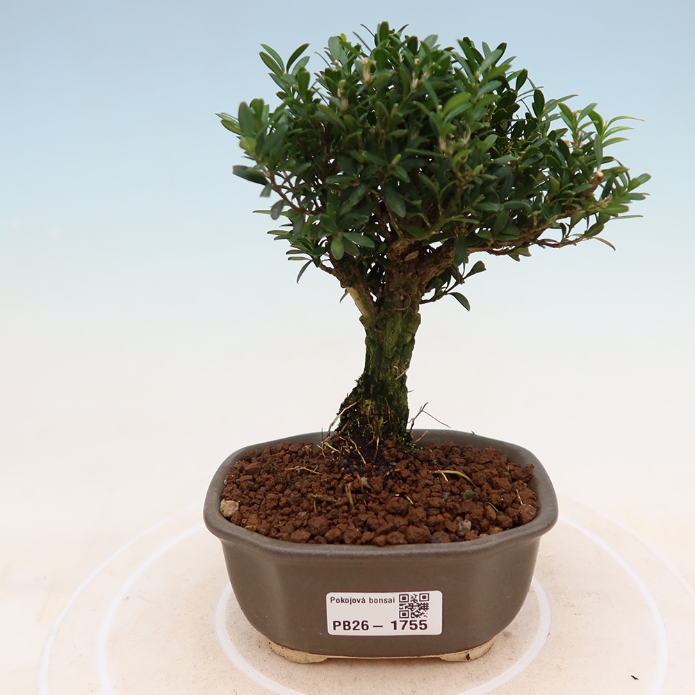 Szobai bonsai - Buxus harlandii - parafa buxus