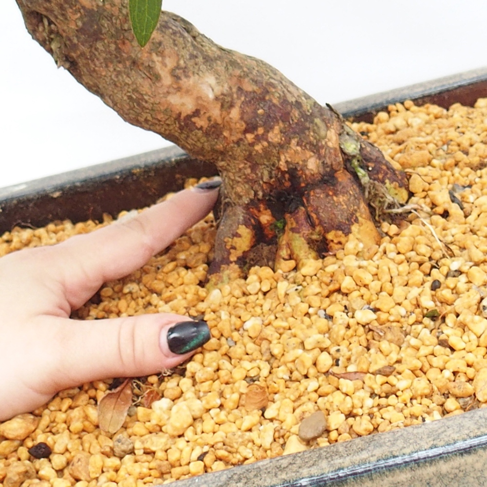 Kültéri bonsai - Japán azálea - Azalea satsuki