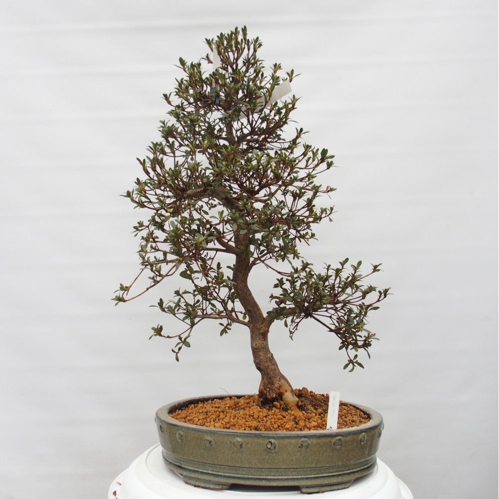 Kültéri bonsai - Japán azálea - Azalea Akari