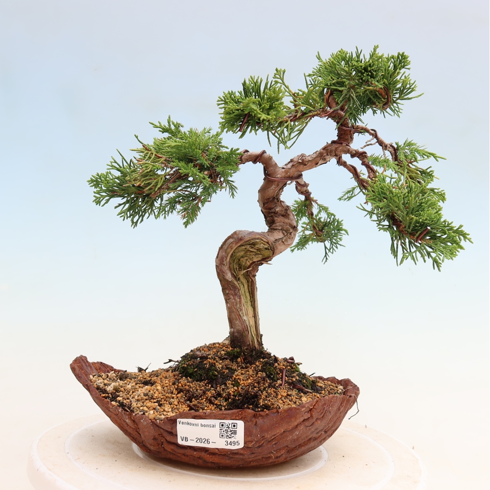 Kültéri bonsai - Juniperus chinensis Itoigawa-Juniperus chinensis