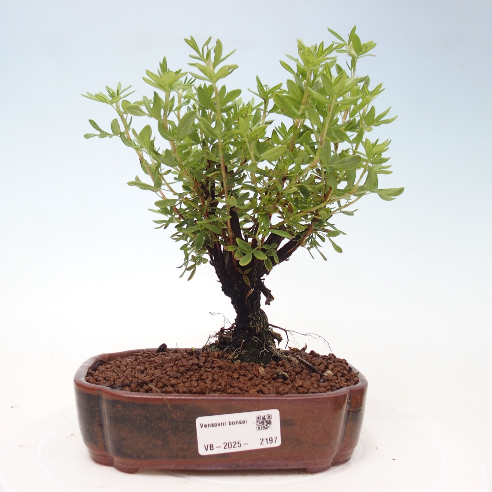 Kültéri bonsai - Potentila fruticosa sárga Bird