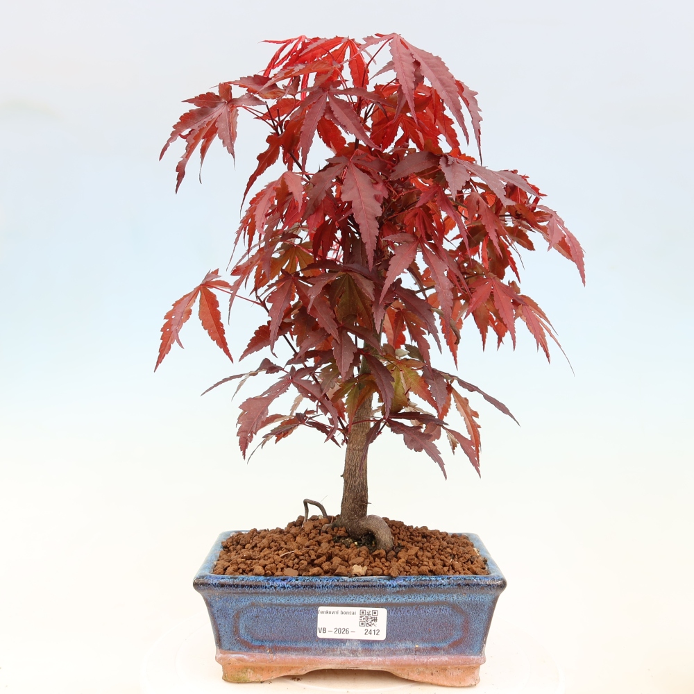 Kültéri bonsai - Acer pálma. Atropurpureum-Javor palmate