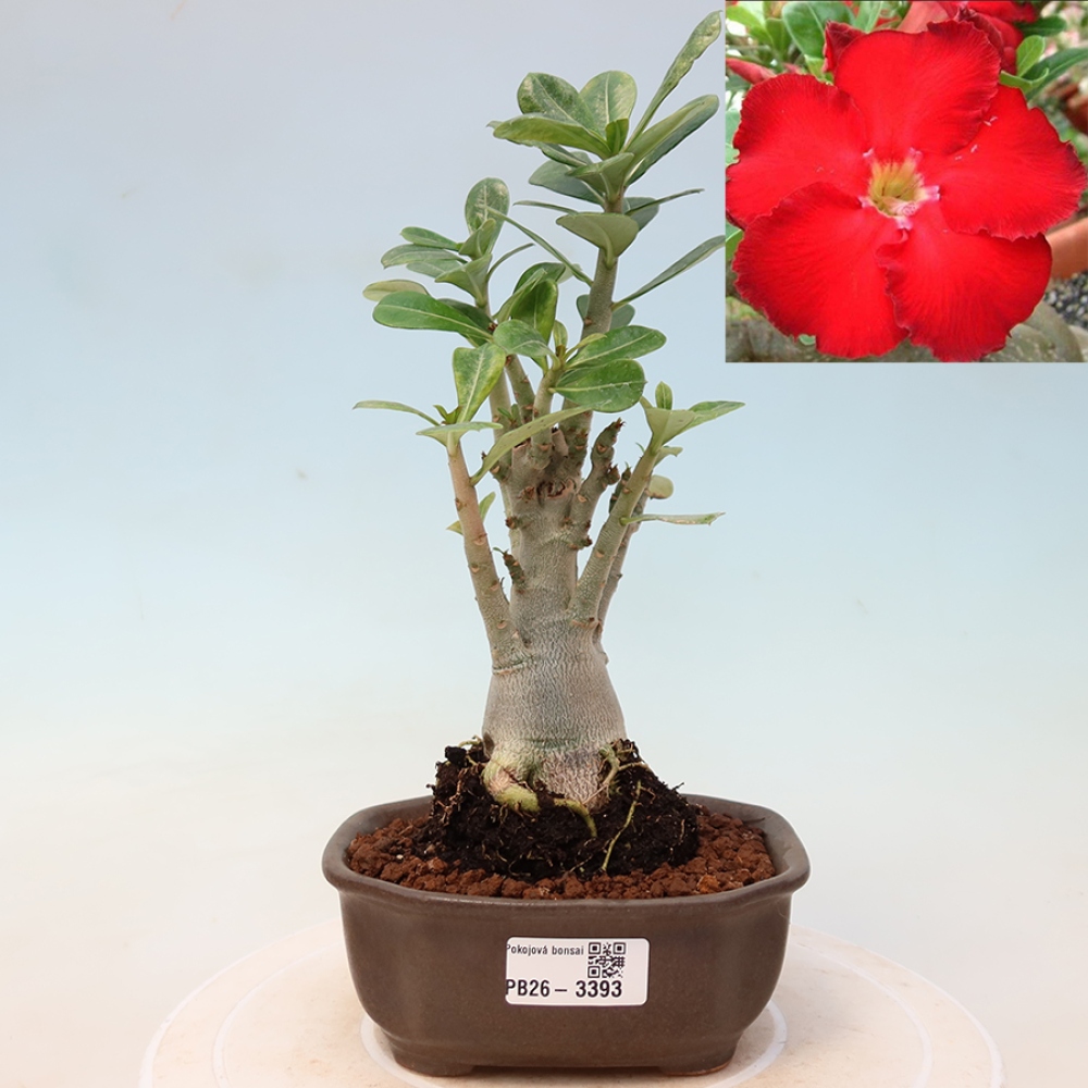 Szobabonsai – Adenium obesum Red Star – Sivatagi rózsa