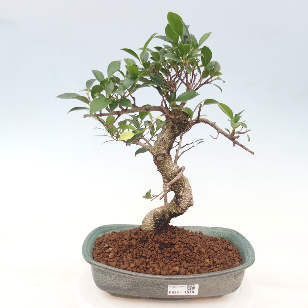 Szobai bonsai - Ficus kimmen - kislevelű fikusz