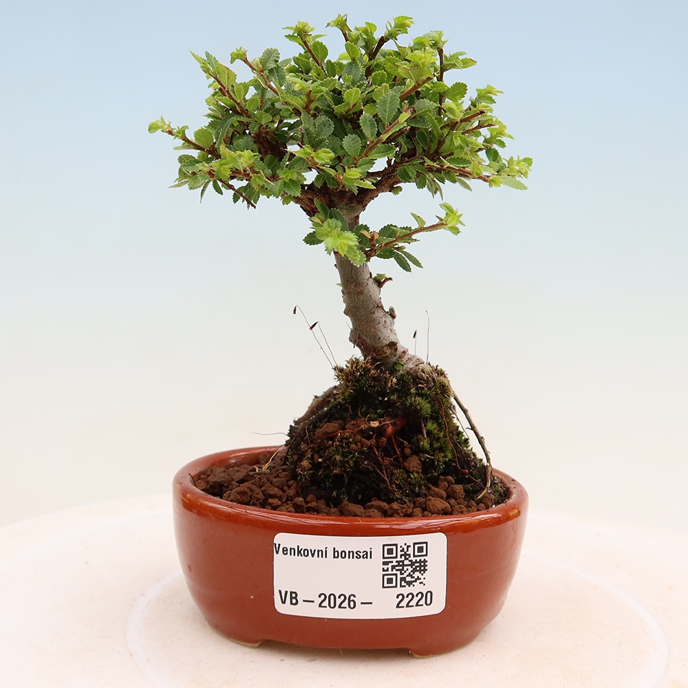 Kültéri bonsai - Ulmus parvifolia Sagei - Kislevelű szilfa