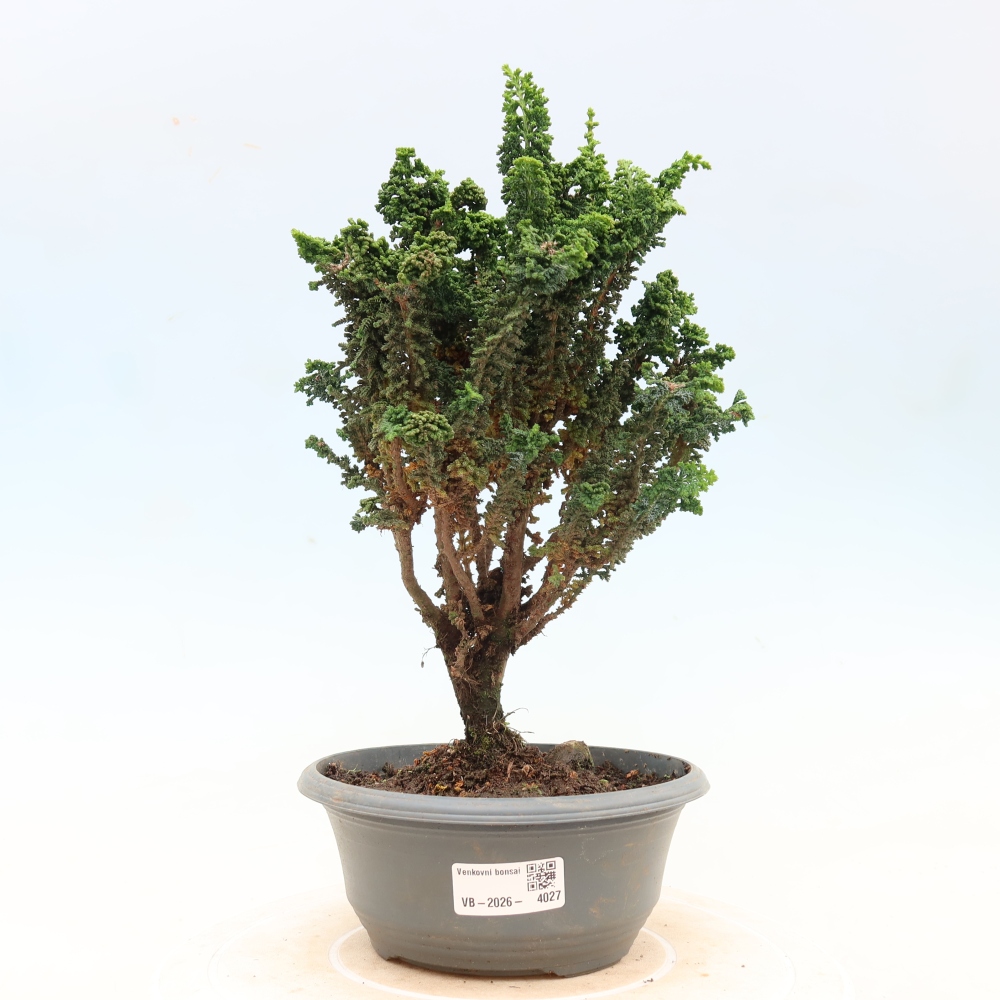 Kültéri bonsai - Cham. obtusa SEKKA HINOKI - Cifra ciprus