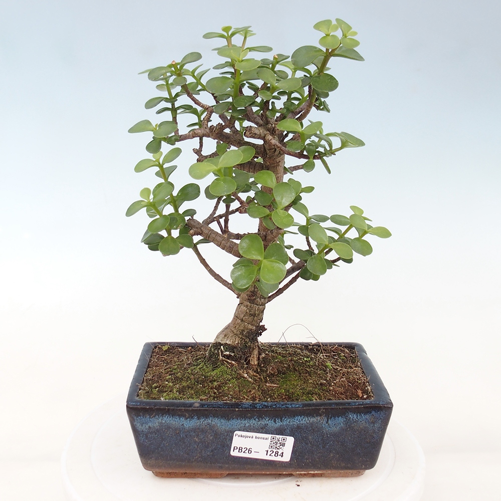 Szoba bonsai - Portulakaria Afra - Tlustice