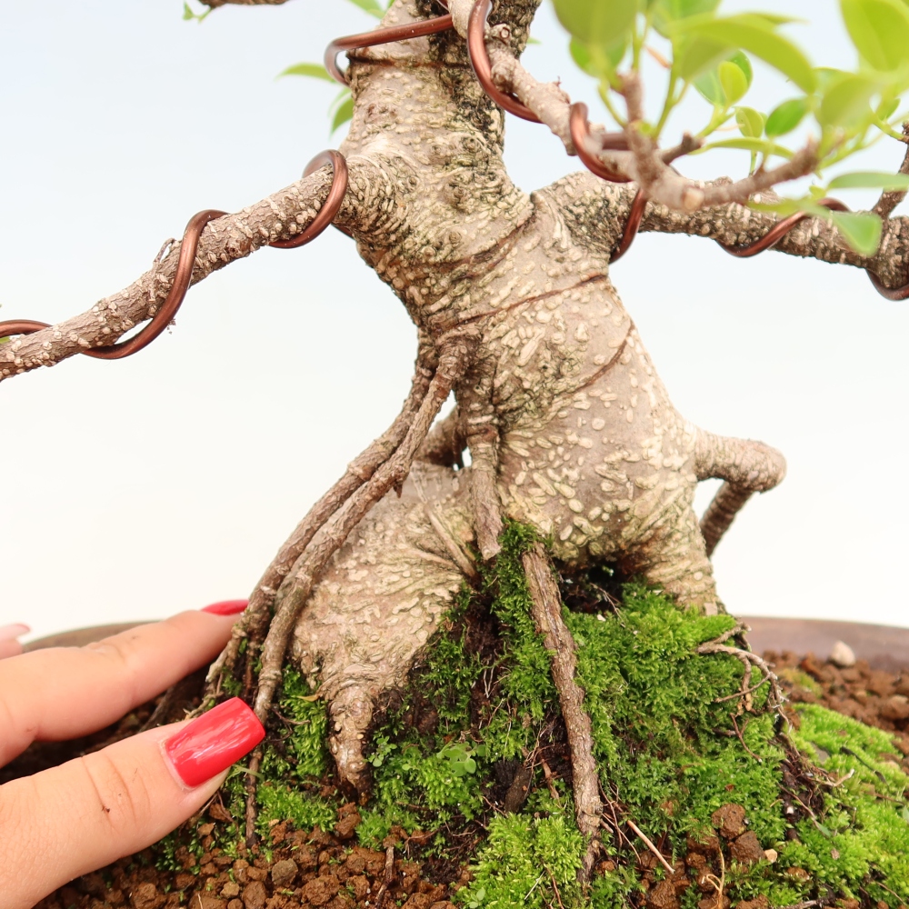 Szobai bonsai - Ficus kimmen - kislevelű fikusz