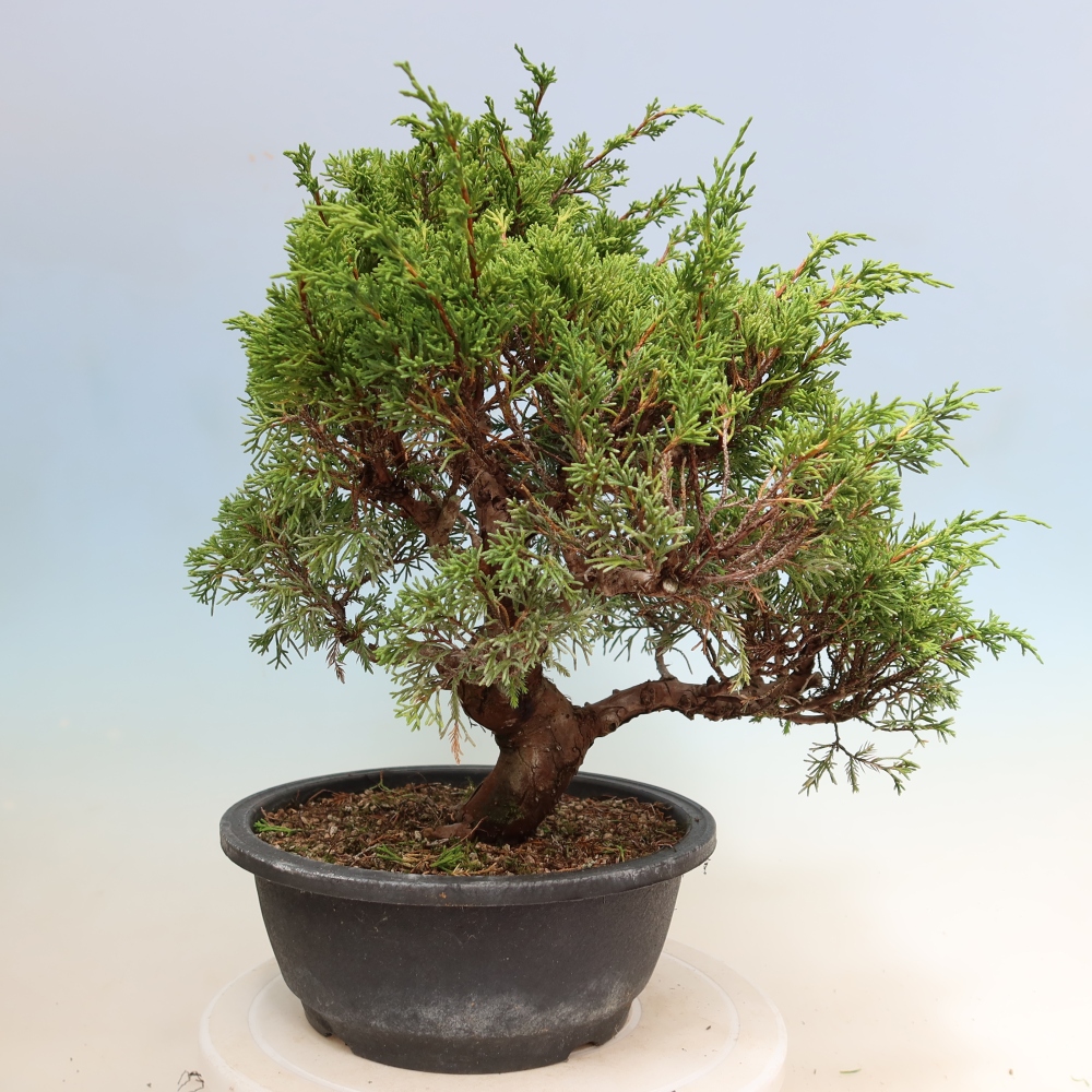 Kültéri bonsai - Juniperus chinensis Itoigawa-Juniperus chinensis