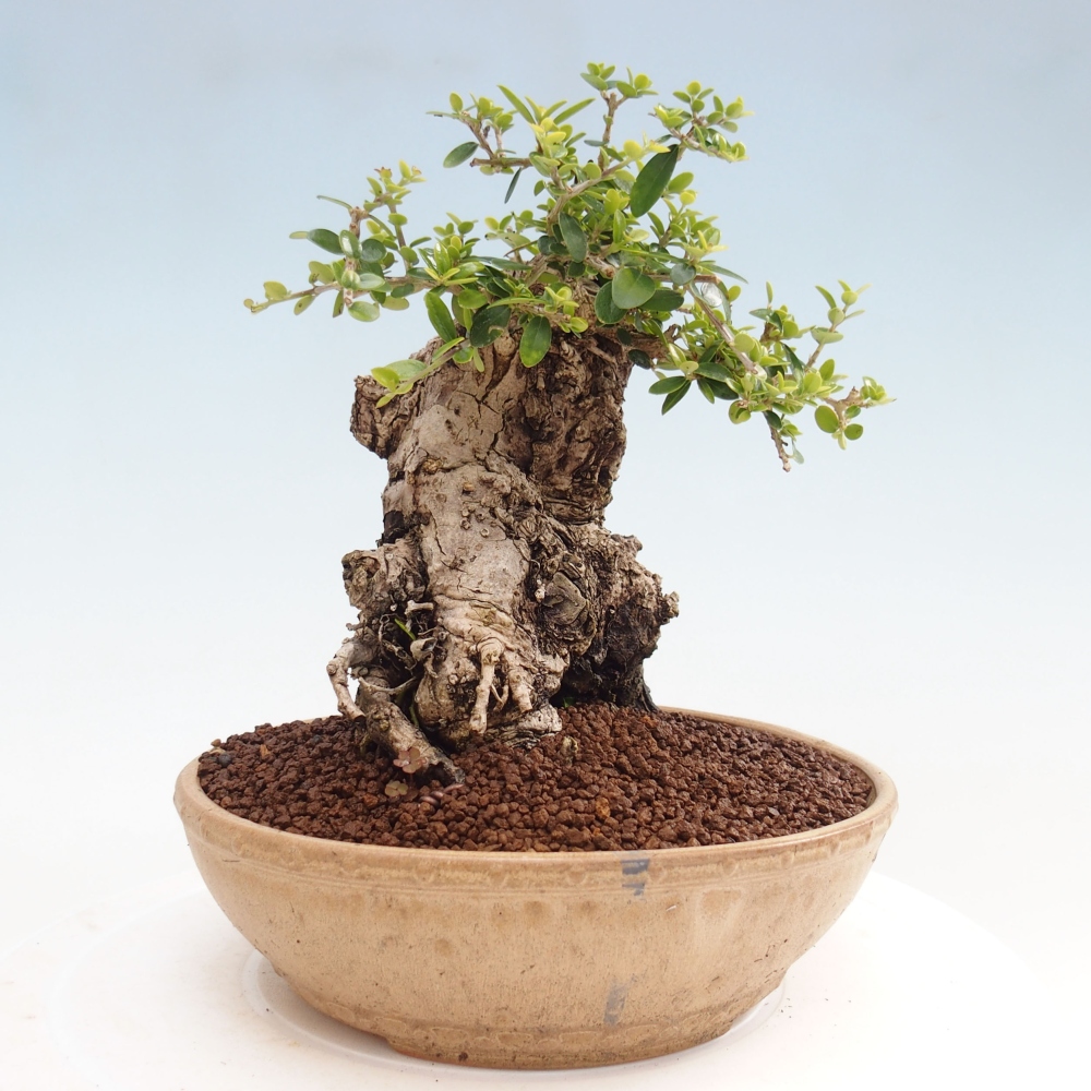 Beltéri bonsai - Olea europaea sylvestris