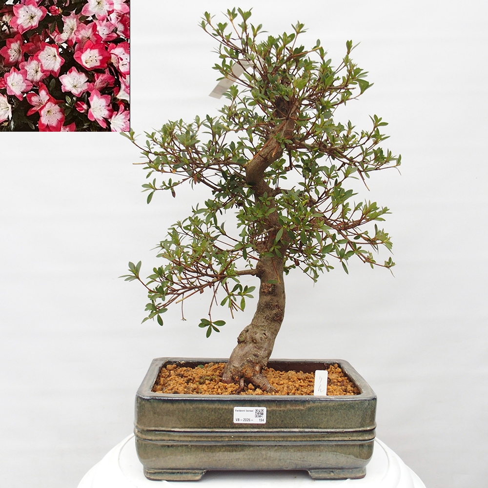 Kültéri bonsai - Japán azálea - Azalea Rin