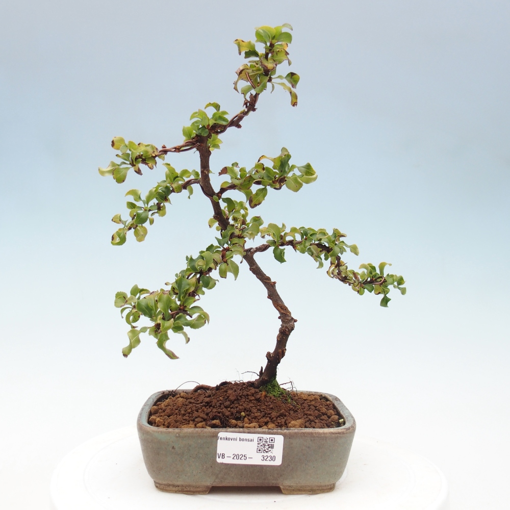 Kültéri bonsai - Chaneomeles s. Red Joy - birs