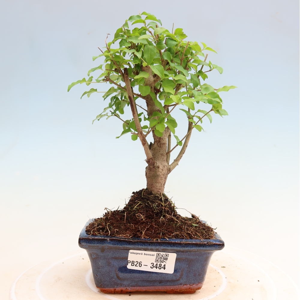 Szobai bonsai -Ligustrum chinensis - Madárcsőr