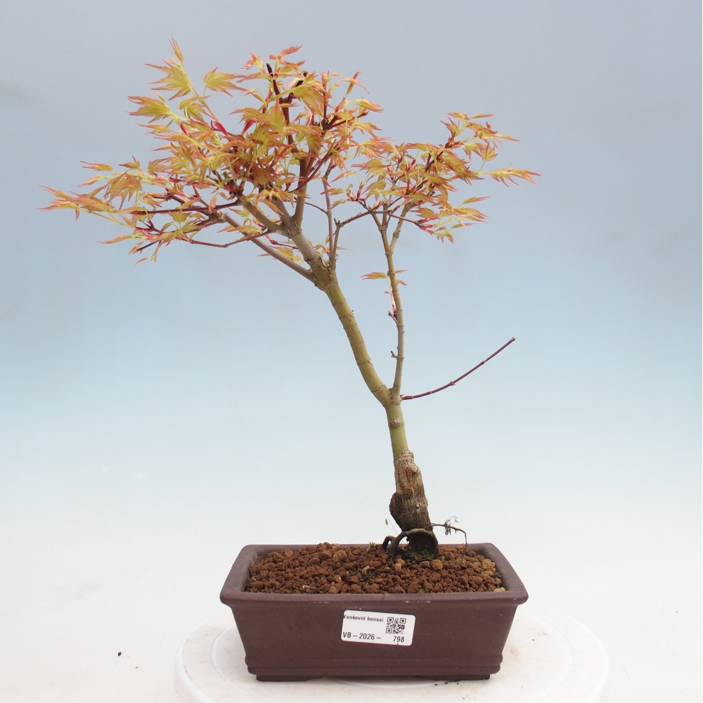 Juhar - Acer palmatum Beni Tsukasa