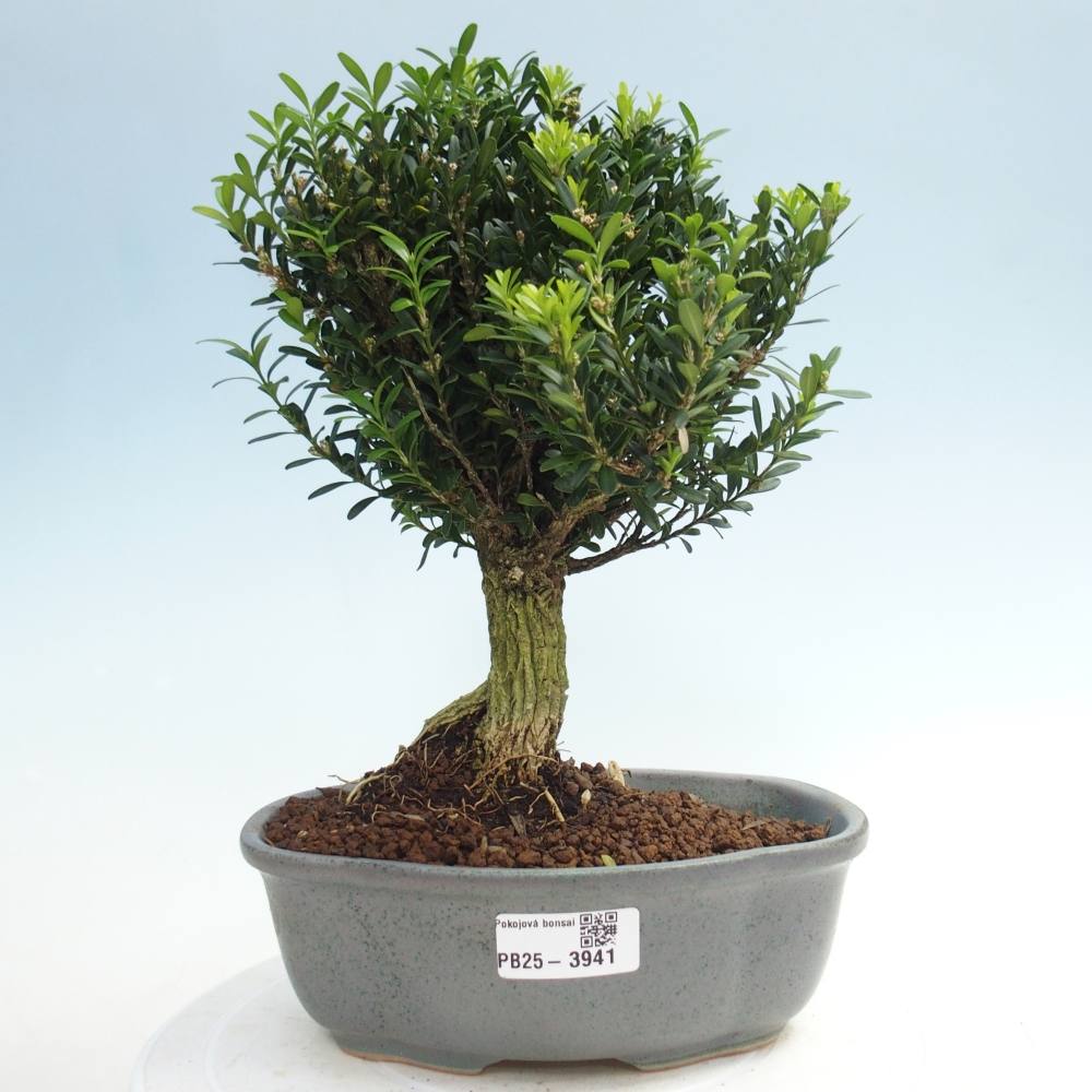 Szobai bonsai - Buxus harlandii - parafa buxus