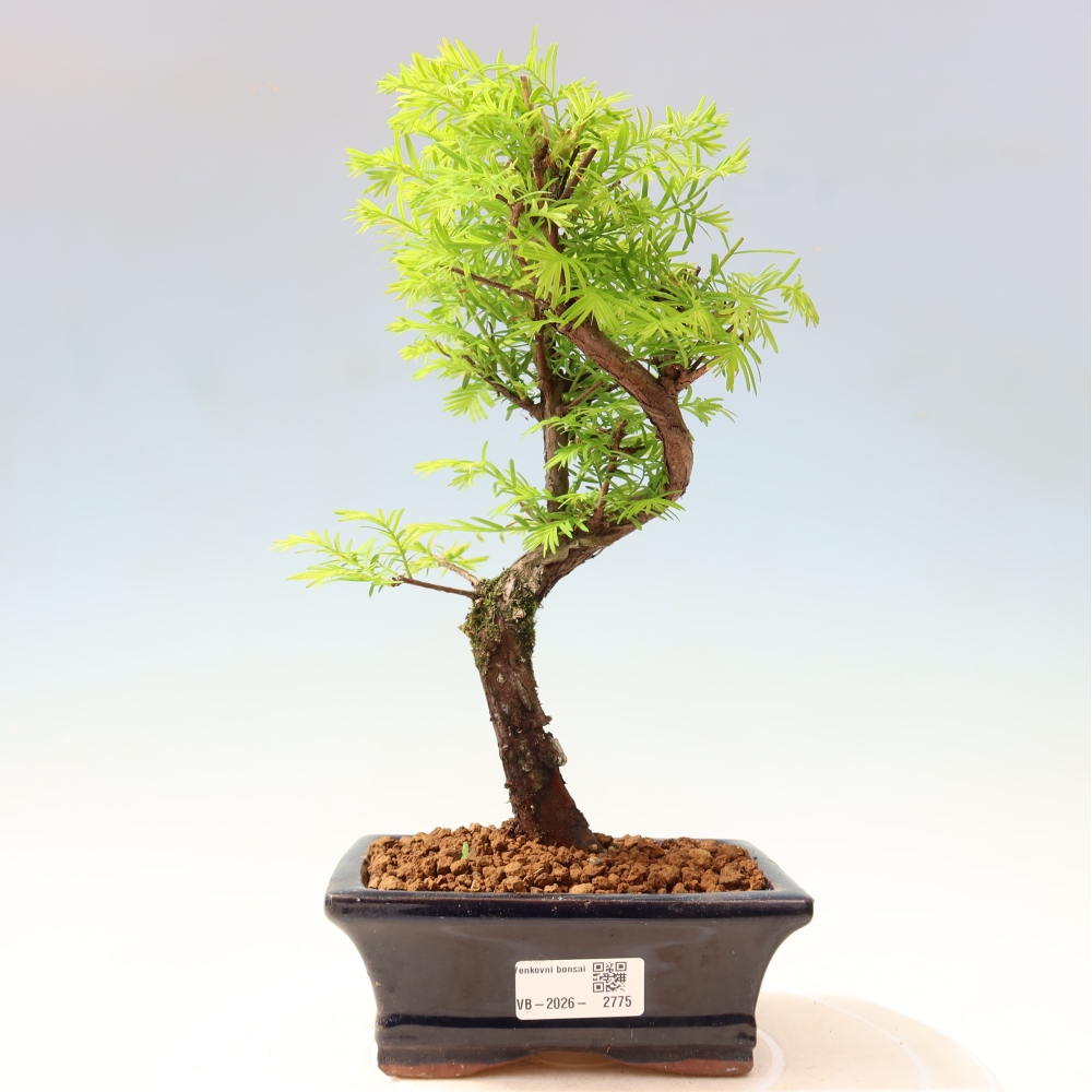 Kültéri bonsai - Metasequoia glyptostroboides - Kínai metasequoia