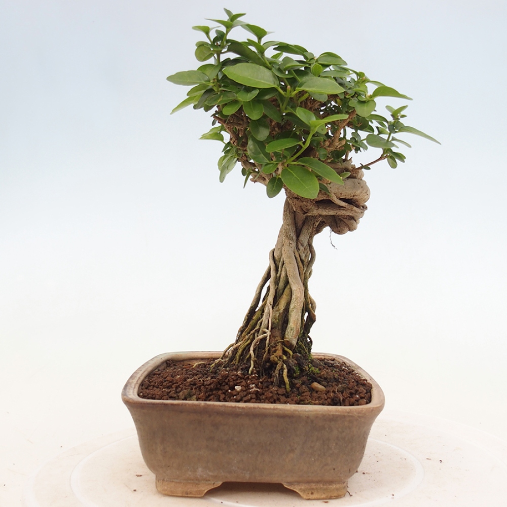 Beltéri bonsai - Premna serratifolia - Kozlovna malolista