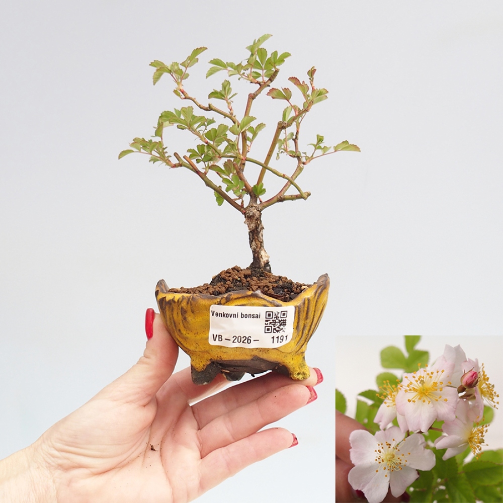 Kültéri bonsai - Rosa sp. - kisvirágú rózsa