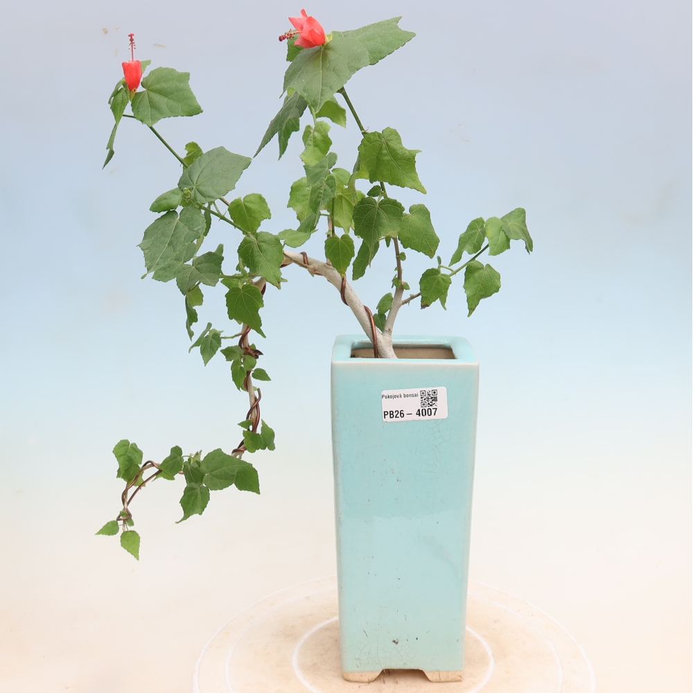 Beltéri bonsai - Malvaviscus arboreus