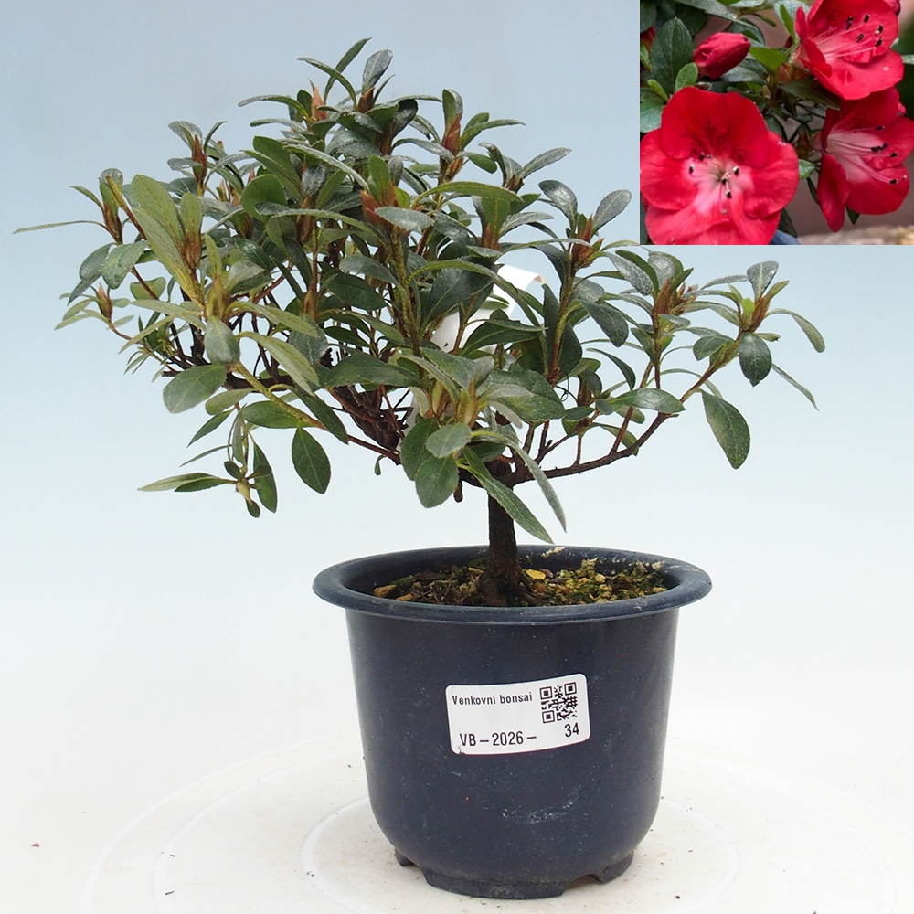 Kültéri bonsai - Japán azálea - Azalea Benibeni
