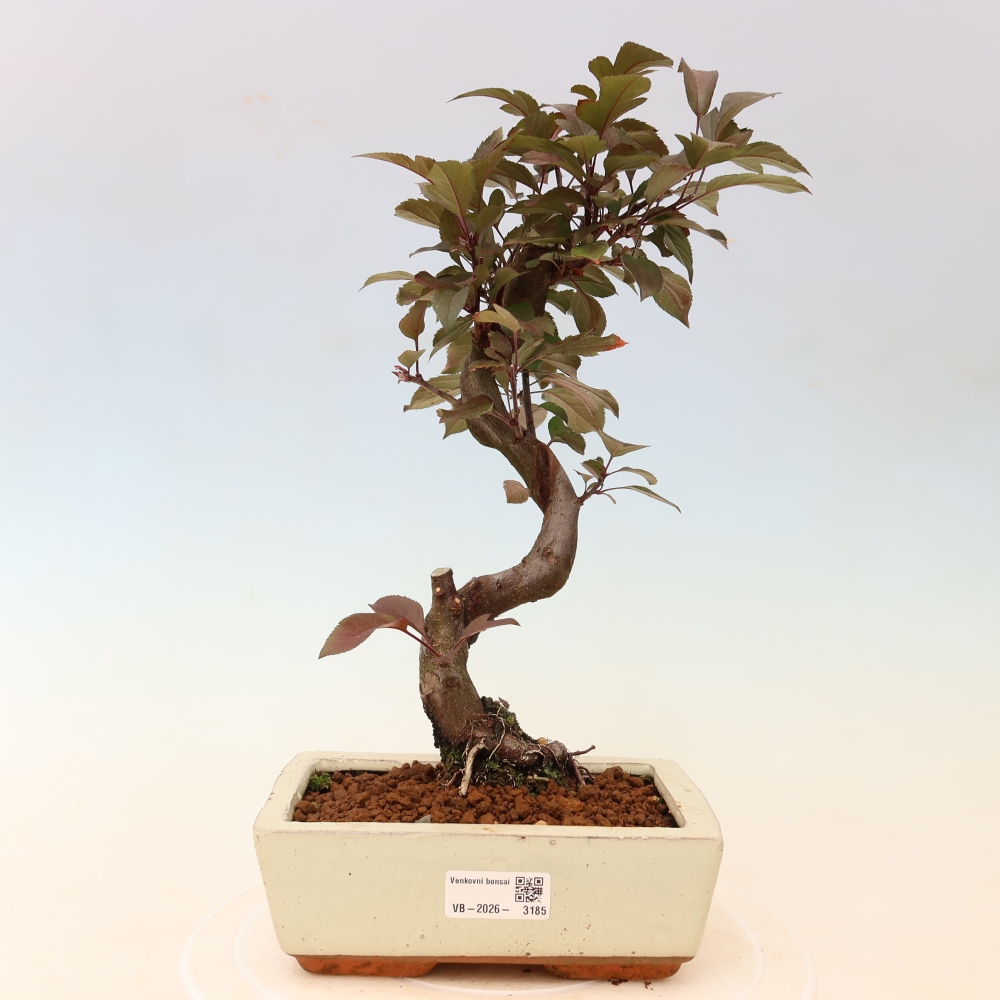 Kültéri bonsai -Malus domestica - Kis gyümölcsű piros levelű almafa
