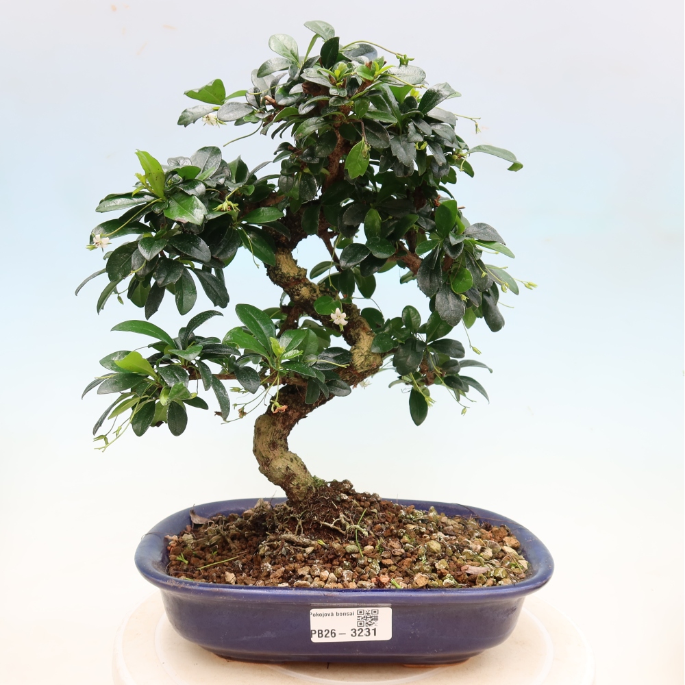 Szobai bonsai - Carmona macrophylla - Tea fuki