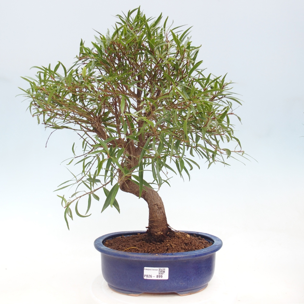 Szobai bonsai - Ficus nerifolia - kislevelű fikusz