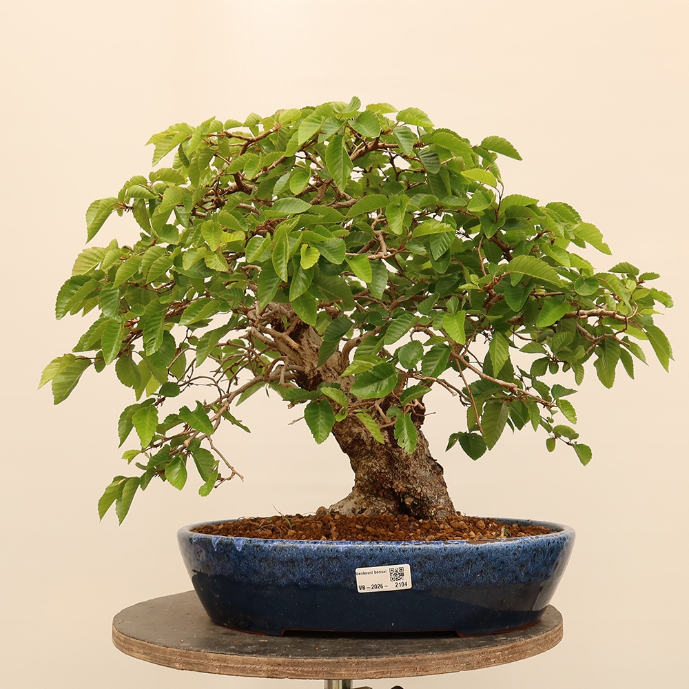 Kültéri bonsai -Carpinus Coreana - Koreai gyertyánfa