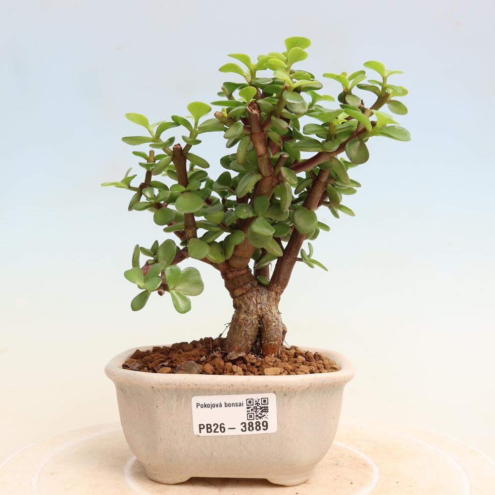 Szoba bonsai - Portulakaria Afra - Tlustice