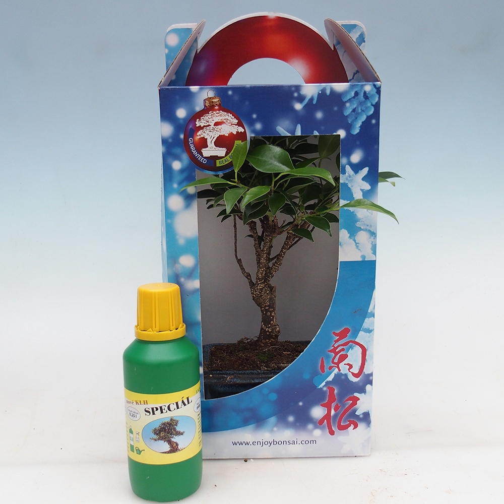 Szobai bonsai ajándékdobozban Ficus retusa - Kislevelű fikusz