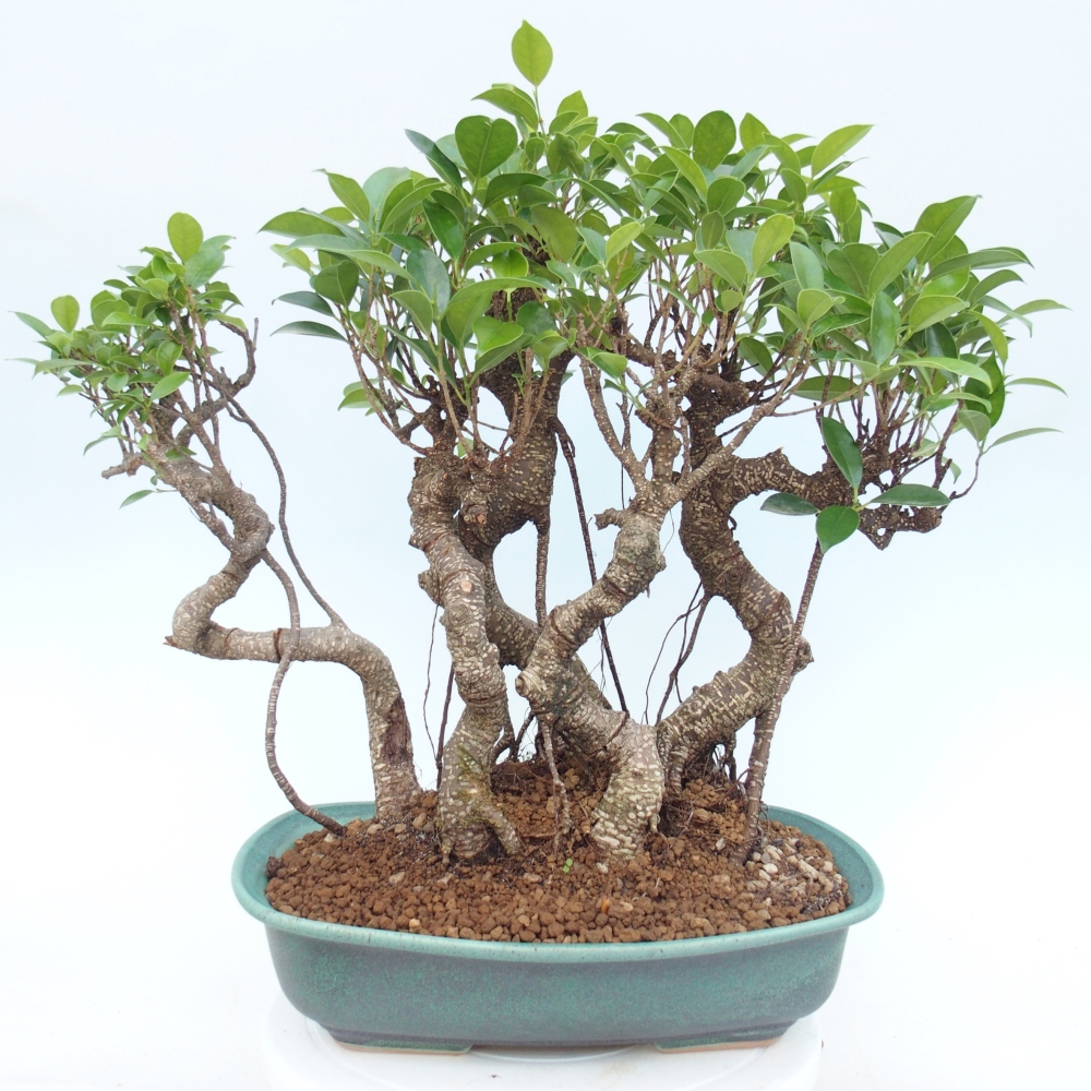 Szobai bonsai - Ficus kimmen - kislevelű fikusz