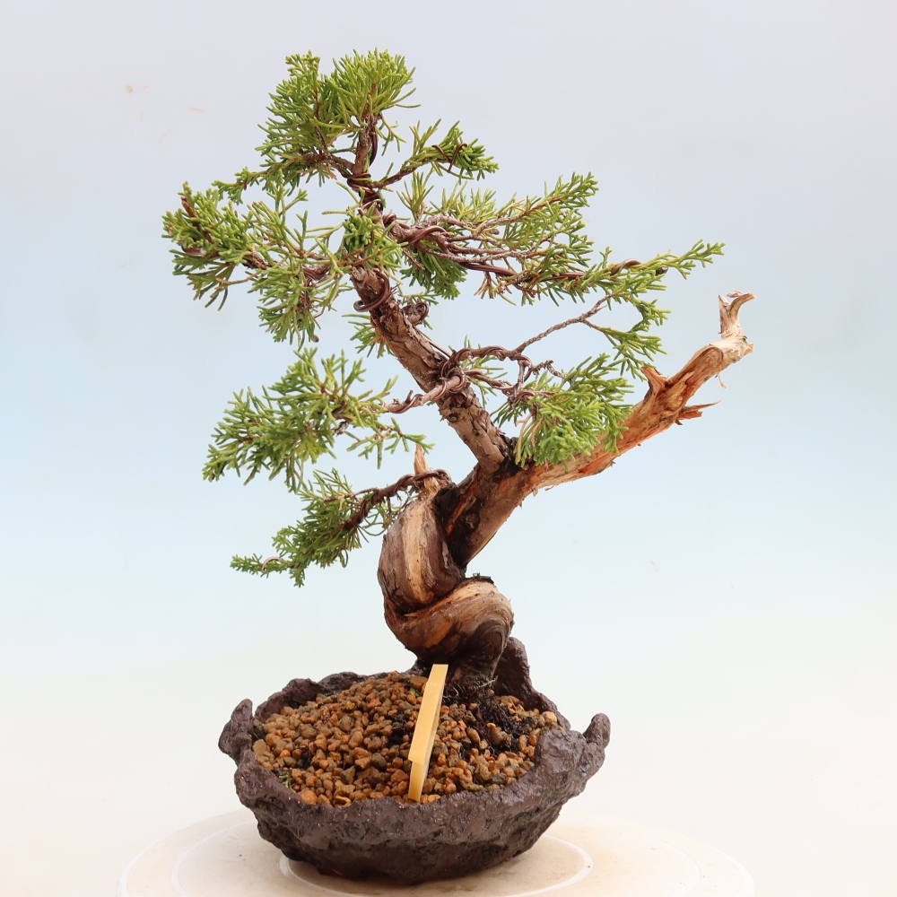 Kültéri bonsai - Juniperus chinensis Itoigawa-Juniperus chinensis