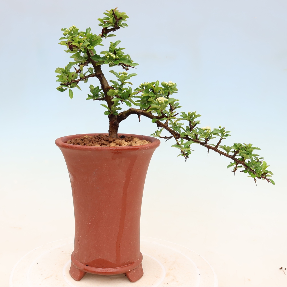 Kültéri bonsai – Pyracantha teton – Vörös tűzcserje