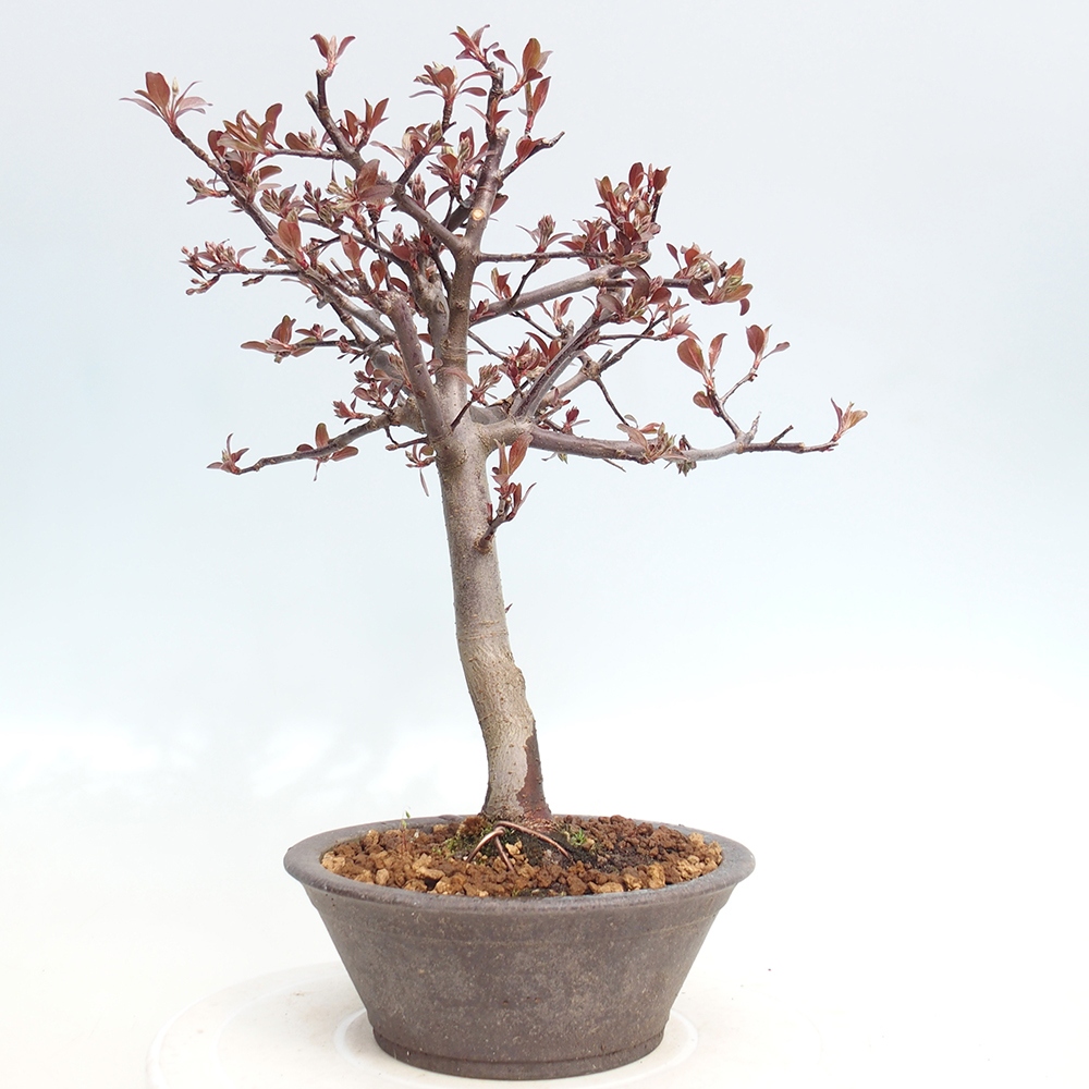Kültéri bonsai -Malus domestica - Kis gyümölcsű piros levelű almafa