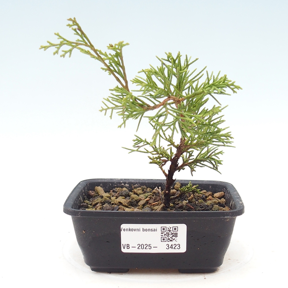 Kültéri bonsai - Juniperus chinensis Itoigawa
