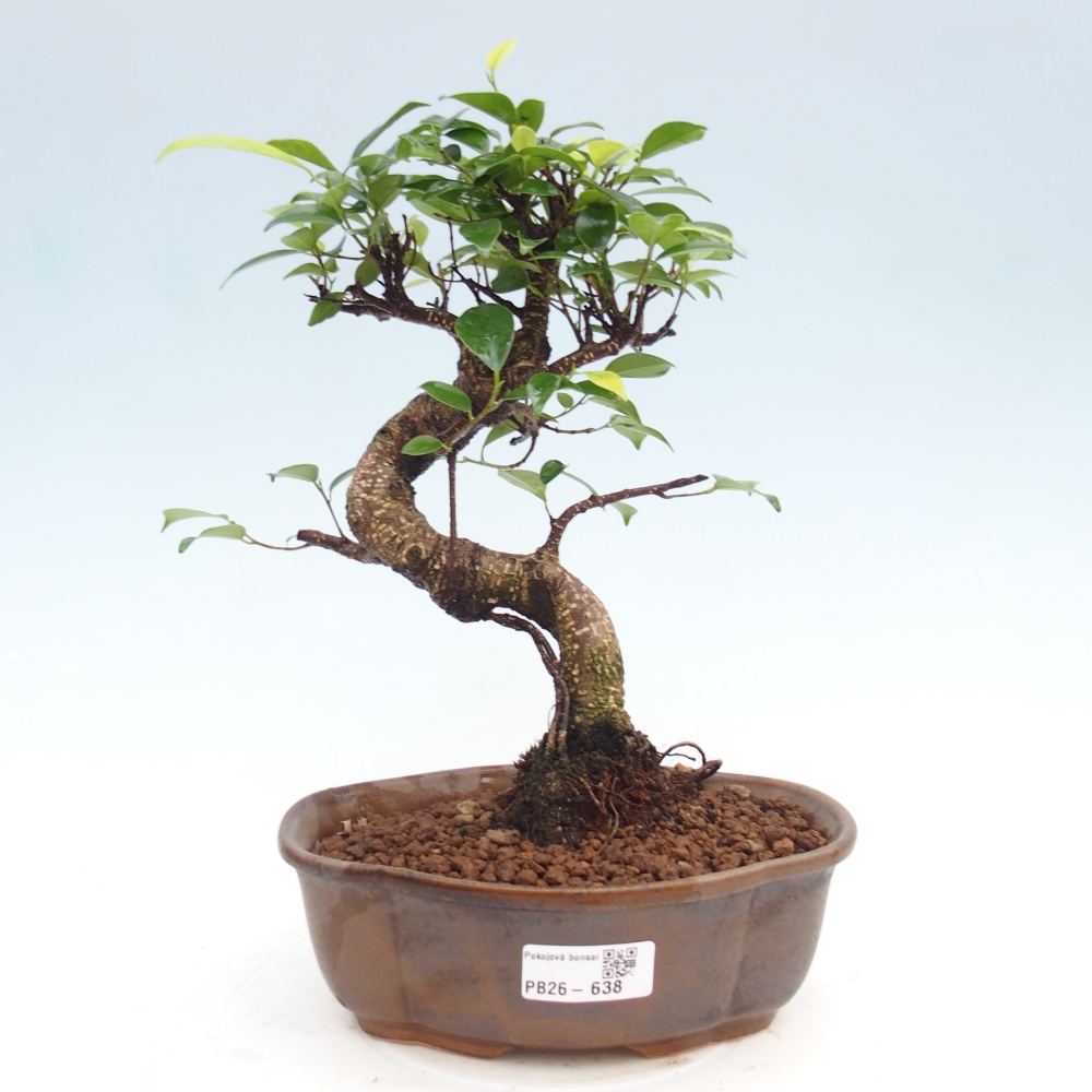 Szobai bonsai - Ficus kimmen - kislevelű fikusz