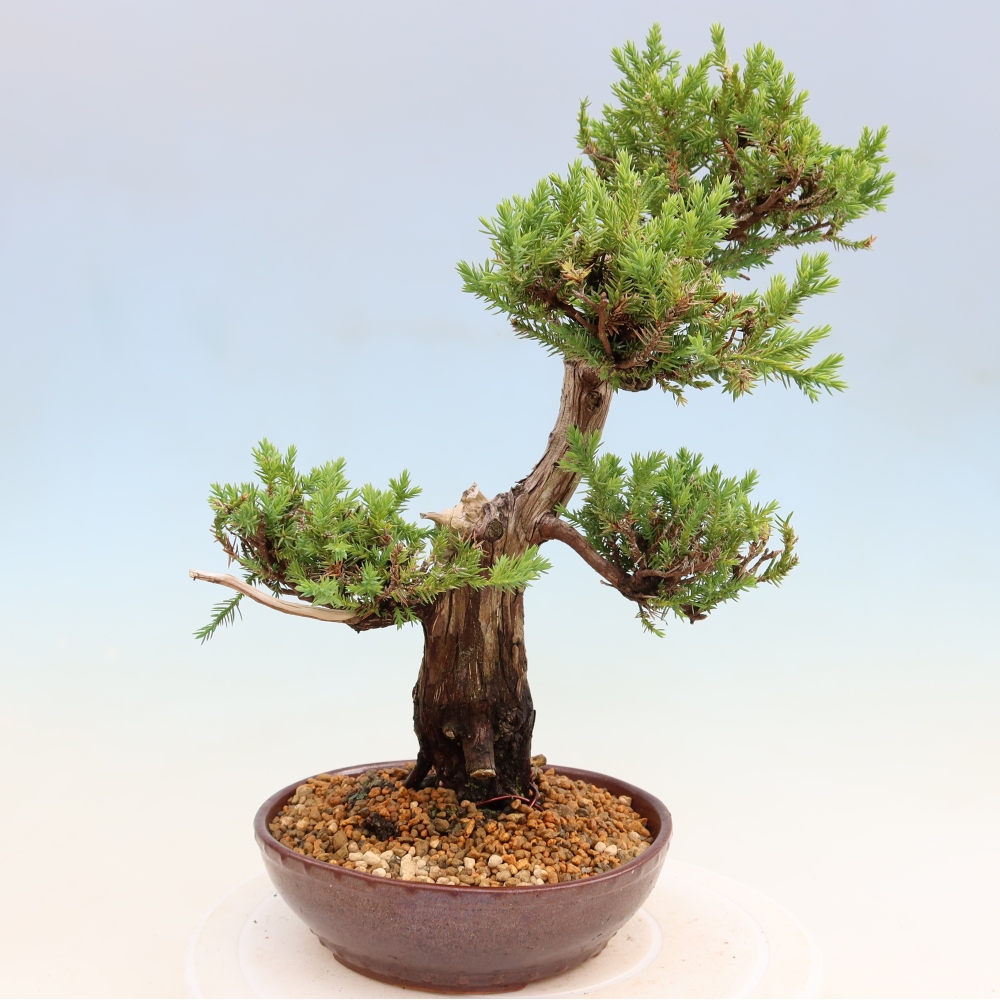 Kültéri bonsai – Juniperus squamata – Pikkelyes boróka