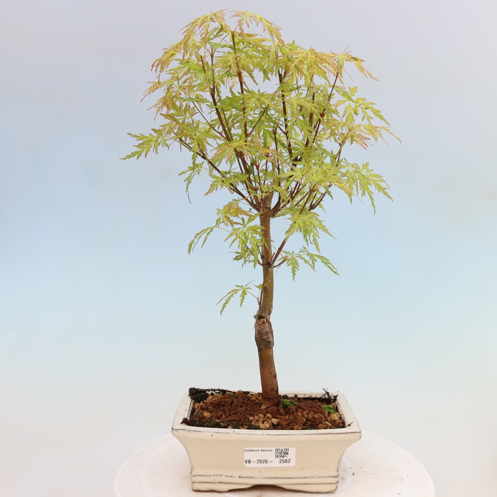 Kültéri bonsai - Acer palmatum Dissectum