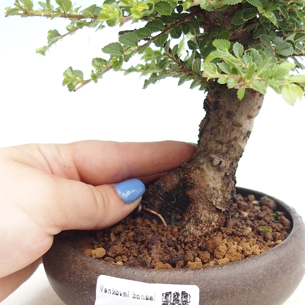 Kültéri bonsai - Ulmus parvifolia Hokkaido - Kínai szil - Ulmus parvifolia Hokkaido