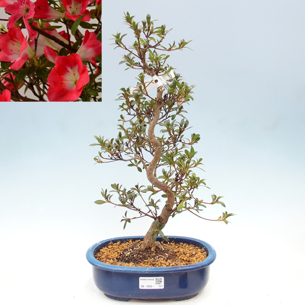 Kültéri bonsai - Japán azálea - Azalea Beniko