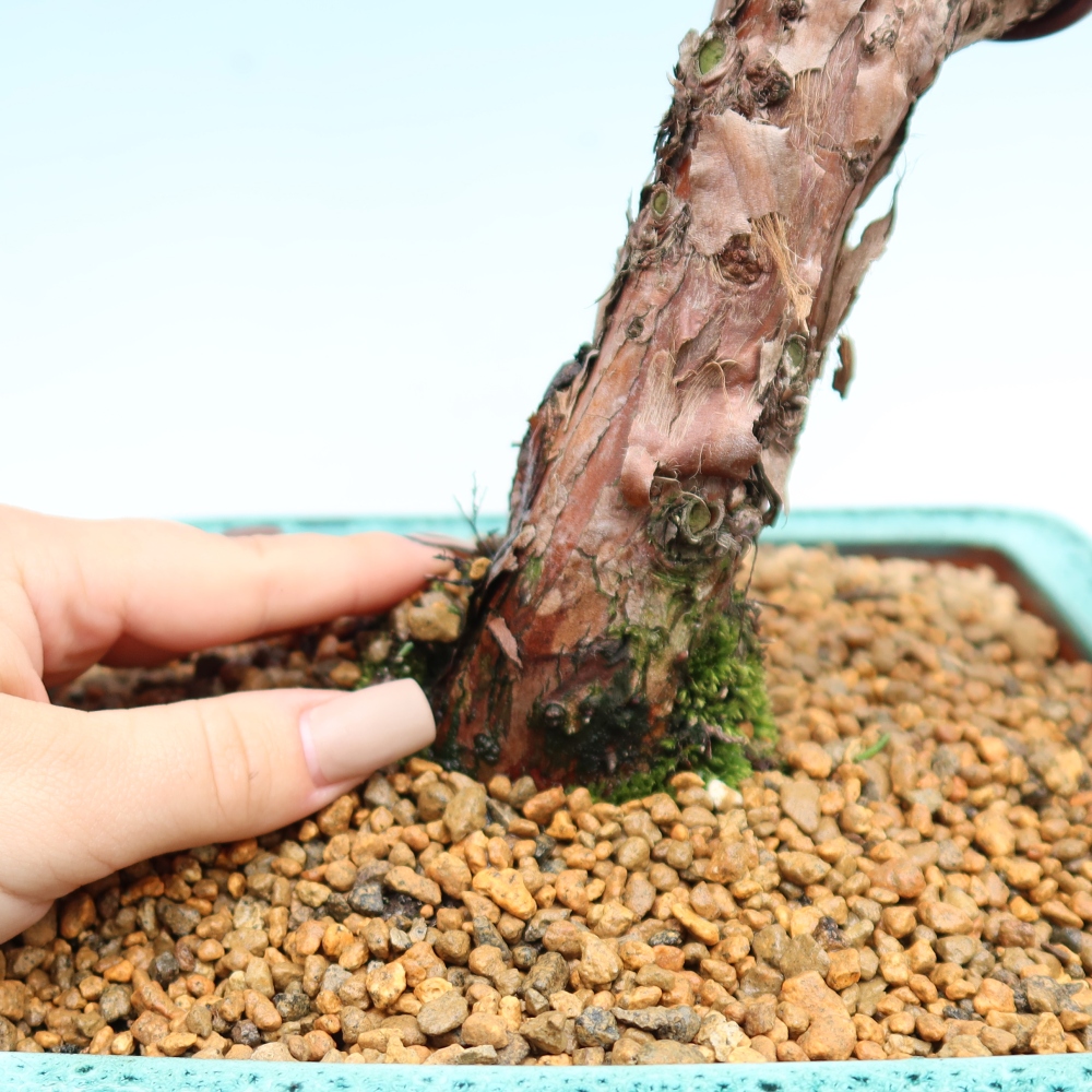 Kültéri bonsai - Juniperus chinensis Kishu