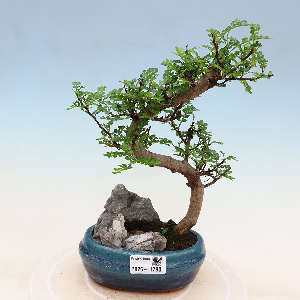 Szobai bonsai - Zantoxylum piperitum - borsfa