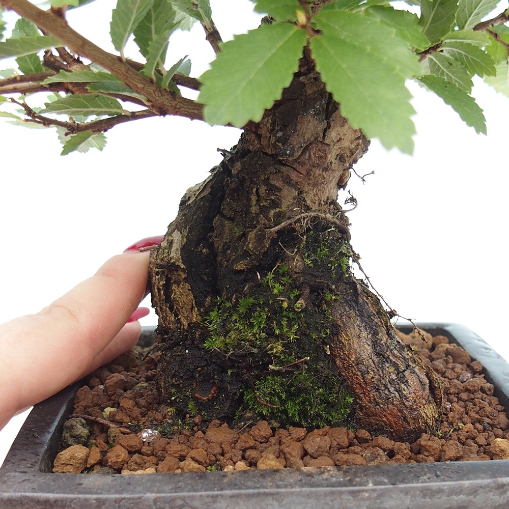 Kültéri bonsai - Zelkova - Zelkova NIRE