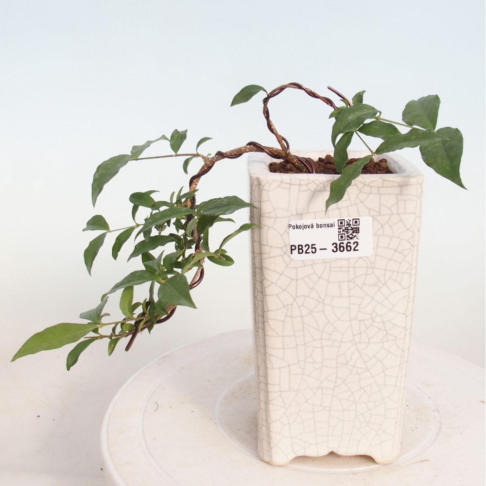 Szobai bonsai - Malpighia coccigera- Barbdor cseresznye